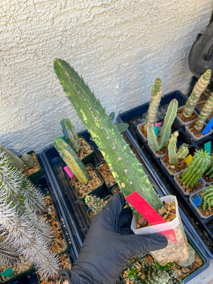 Harrisia Jusbertii Variegated (Red) | Imported Cactus | Rare Succulent