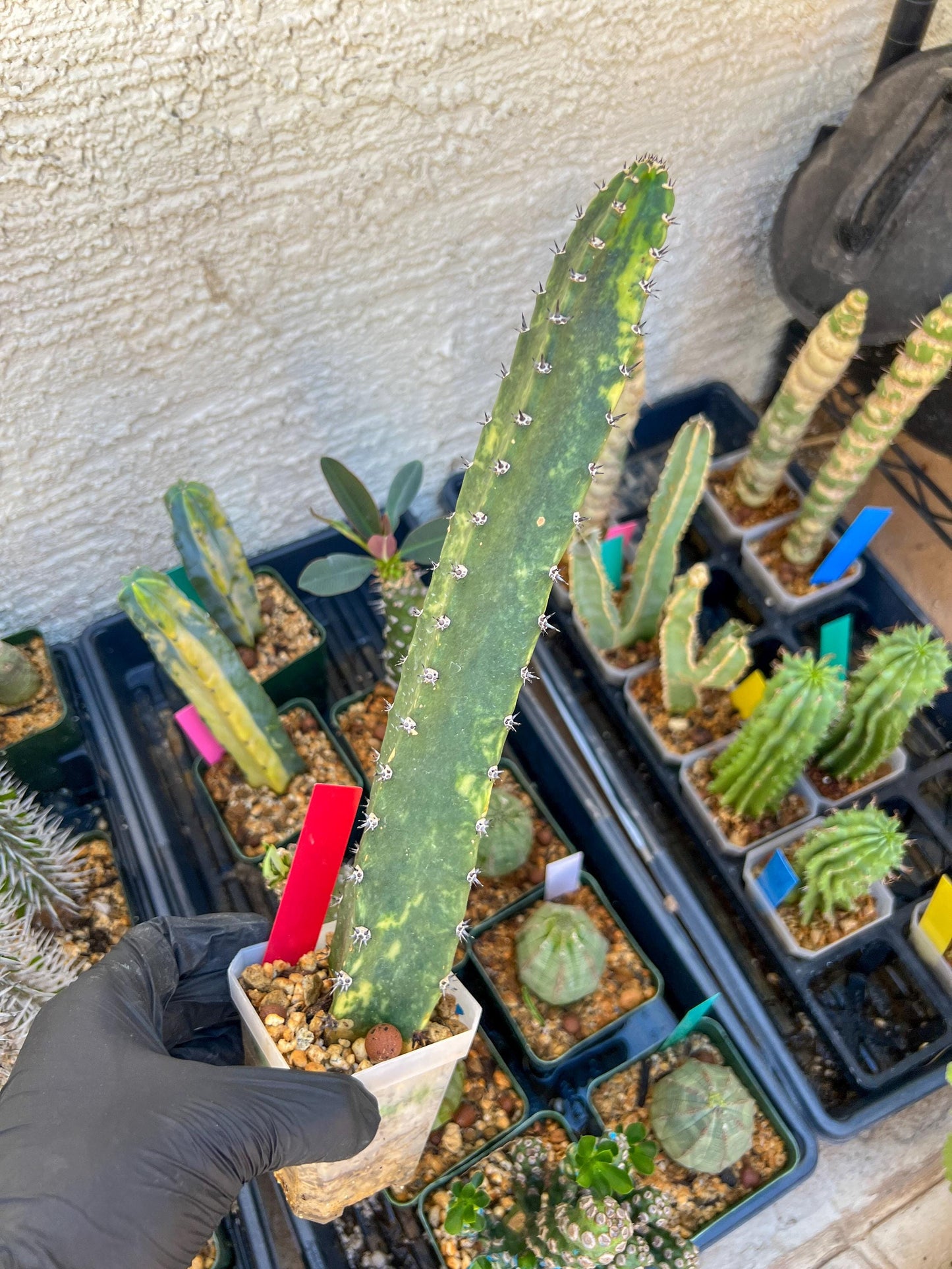 Harrisia Jusbertii Variegated (Red) | Imported Cactus | Rare Succulent