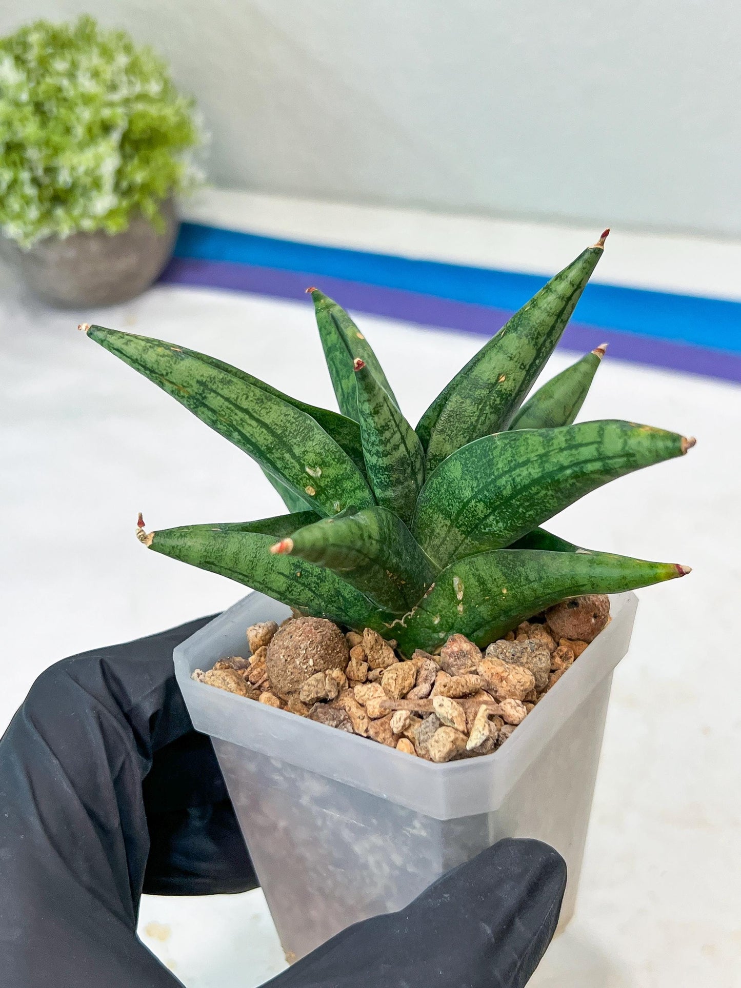 Sansevieria Penguin (#AC47) | Imported Hybrids