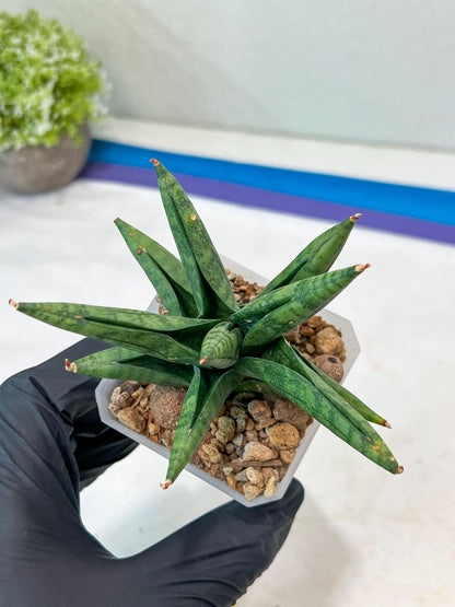 Sansevieria Penguin (#AC47) | Imported Hybrids