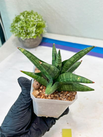 Sansevieria Penguin (#AC47) | Imported Hybrids