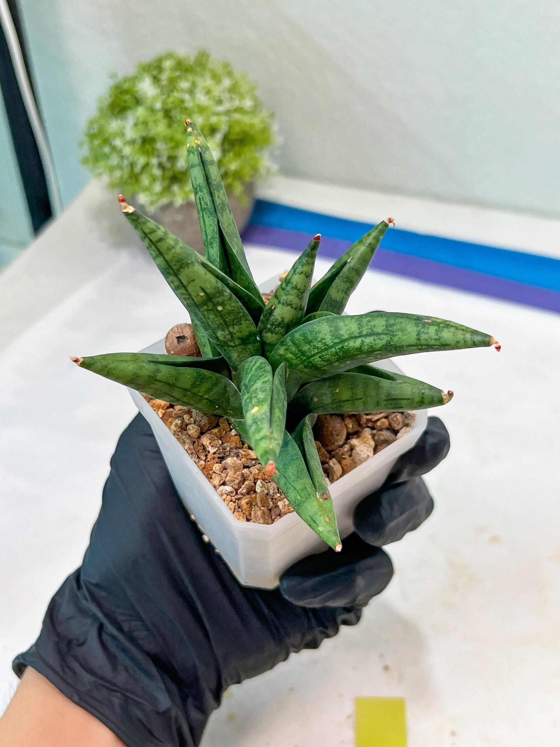 Sansevieria Penguin (#AC47) | Imported Hybrids