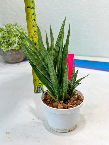 Sansevieria Hara Spaik (#AC49) | Rare Imported