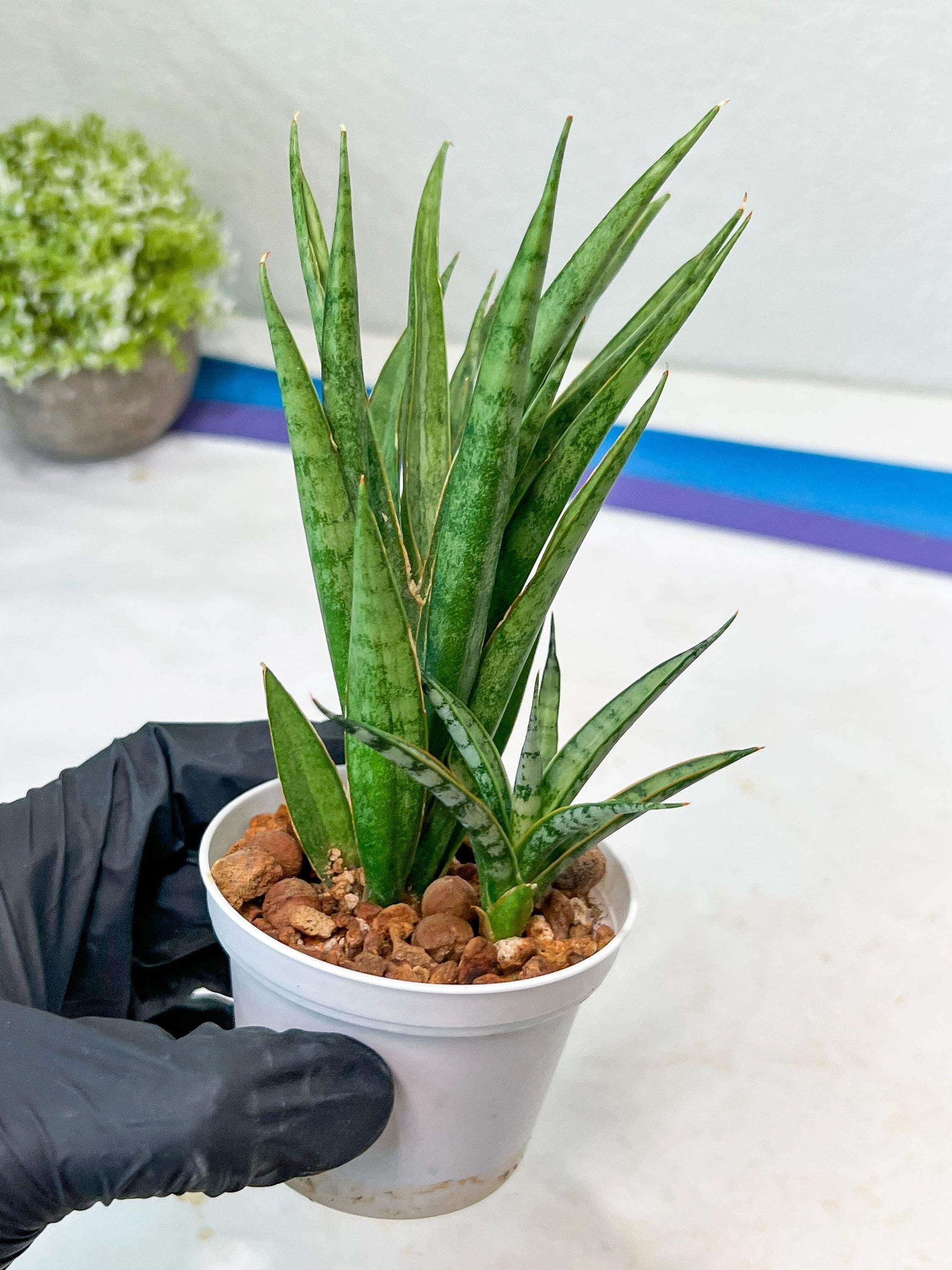 Sansevieria Hara Spaik (#AC49) | Rare Imported