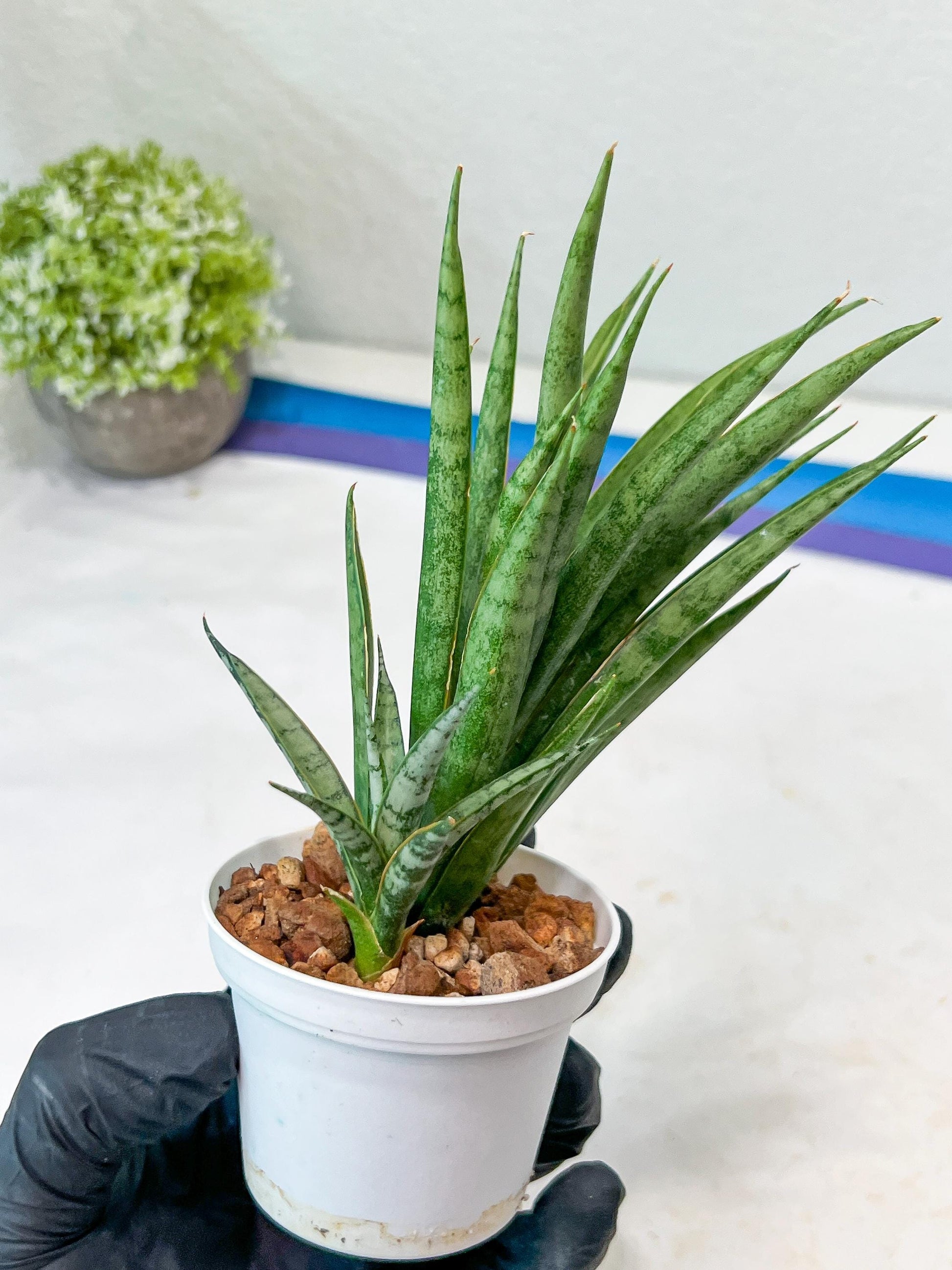 Sansevieria Hara Spaik (#AC49) | Rare Imported
