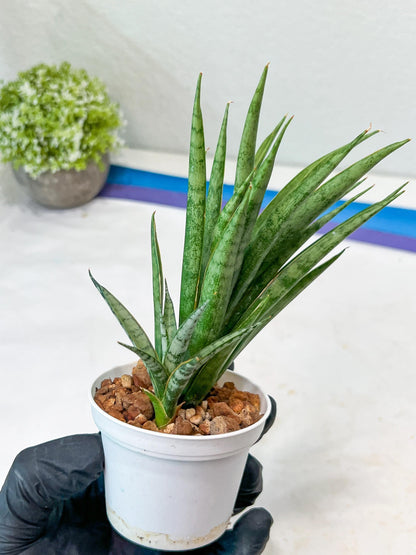 Sansevieria Hara Spaik (#AC49) | Rare Imported