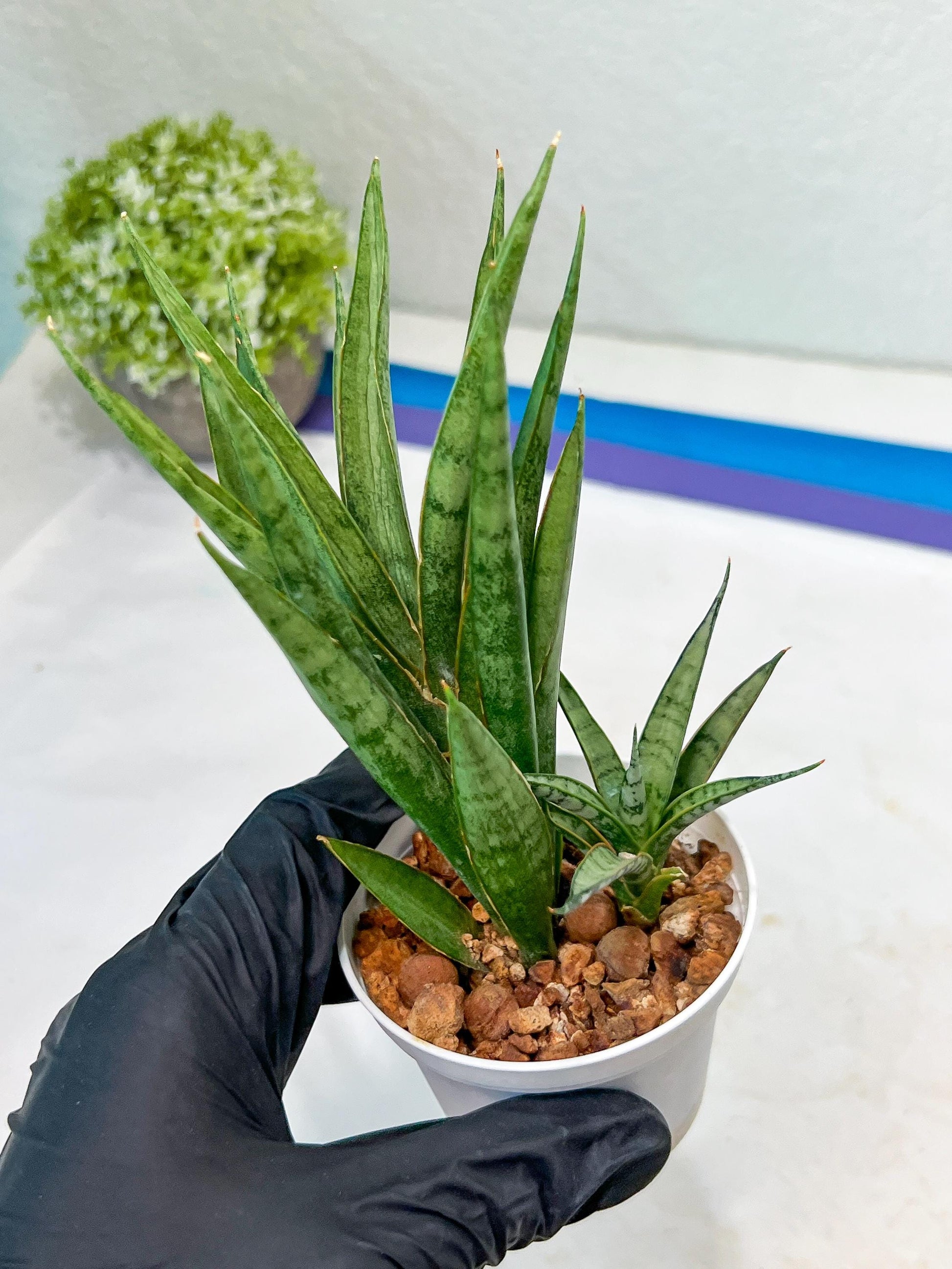 Sansevieria Hara Spaik (#AC49) | Rare Imported