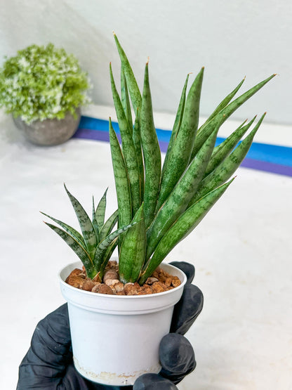 Sansevieria Hara Spaik (#AC49) | Rare Imported