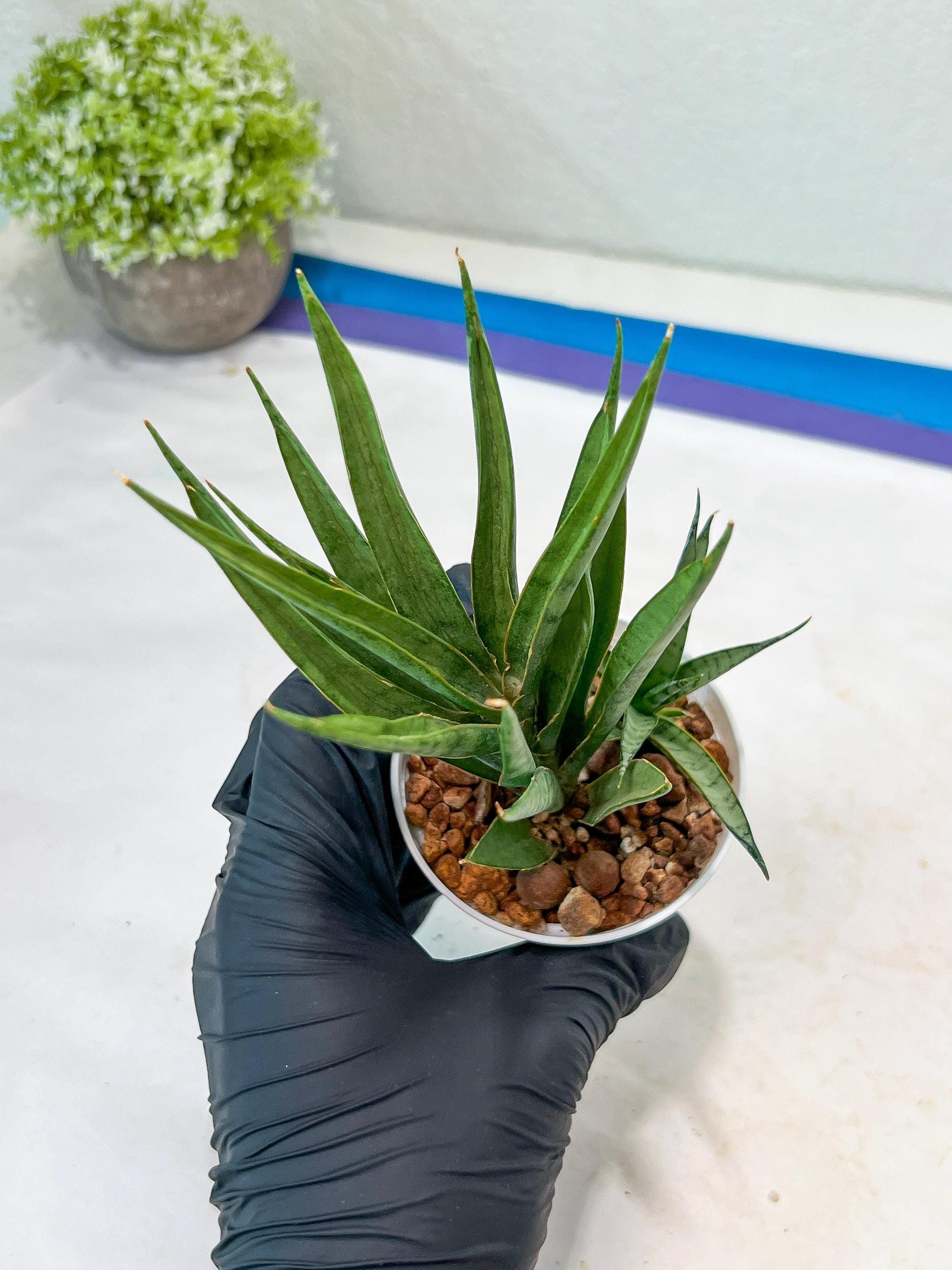 Sansevieria Hara Spaik (#AC49) | Rare Imported