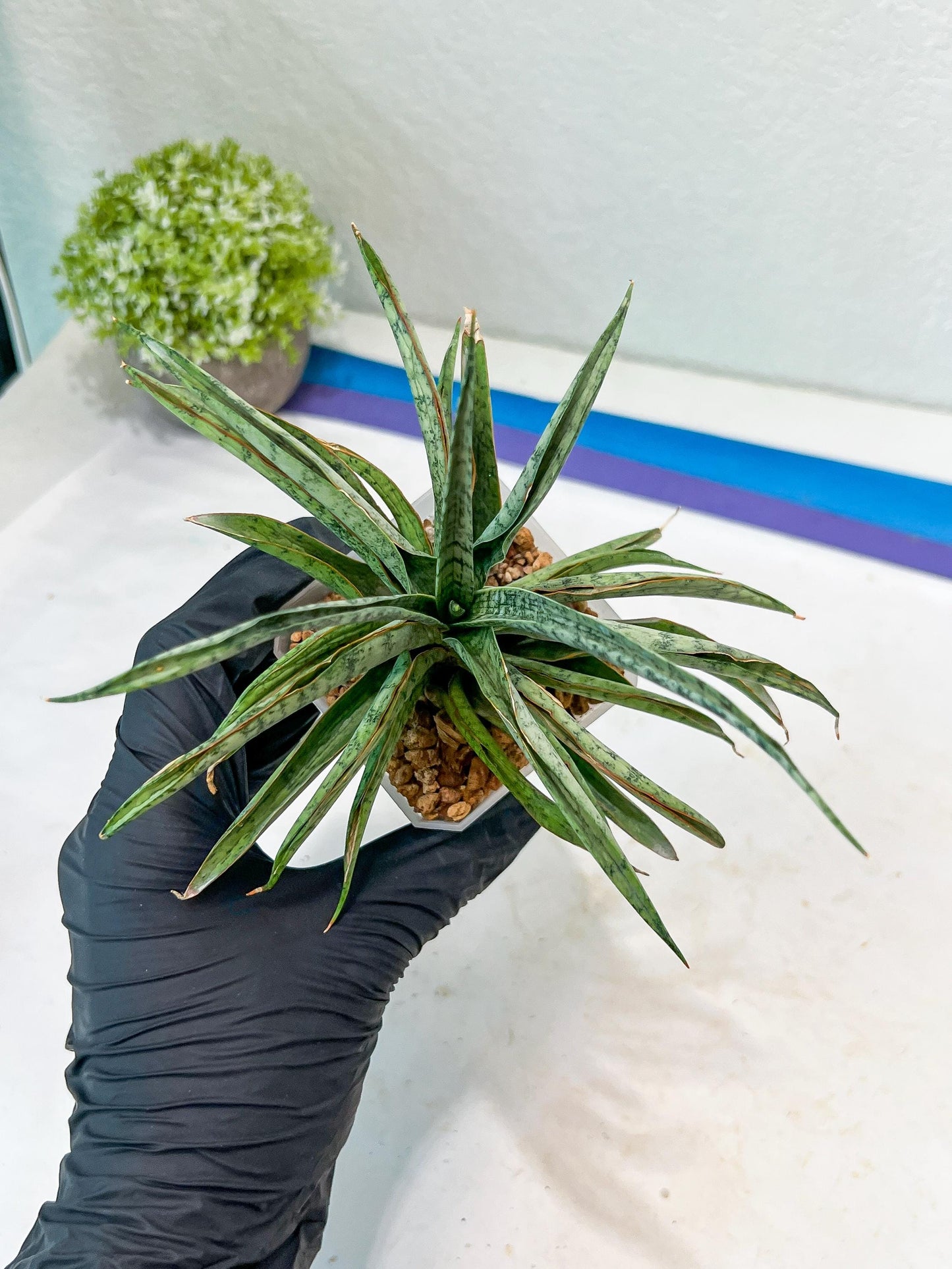 Sansevieria Hara Spaik (#AC49) | Rare Imported