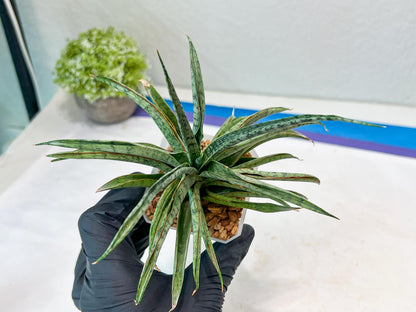 Sansevieria Hara Spaik (#AC49) | Rare Imported