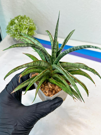 Sansevieria Hara Spaik (#AC49) | Rare Imported