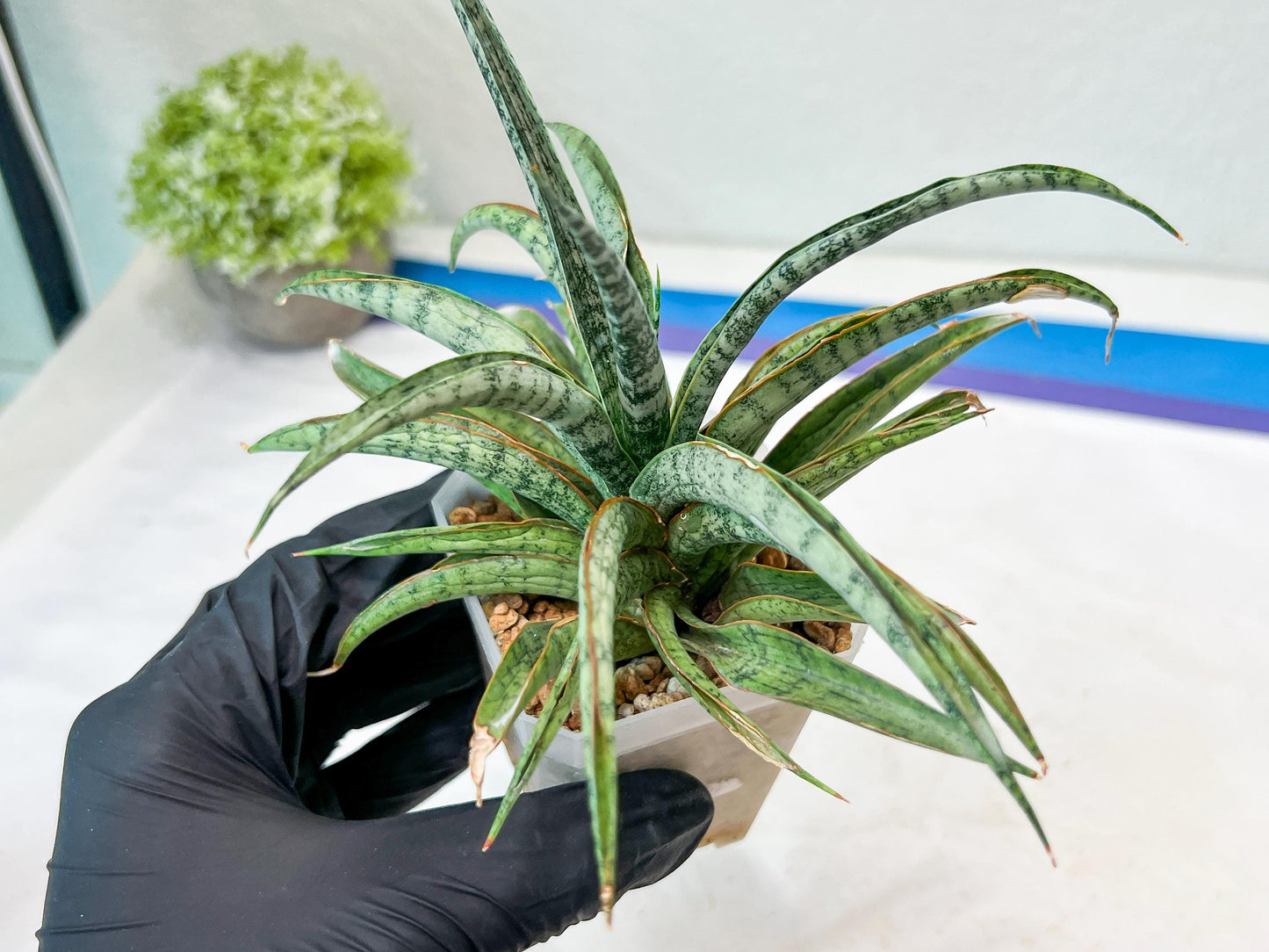 Sansevieria Hara Spaik (#AC49) | Rare Imported