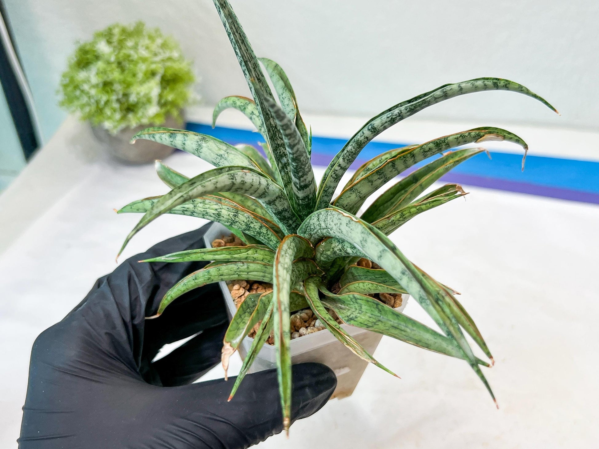 Sansevieria Hara Spaik (#AC49) | Rare Imported