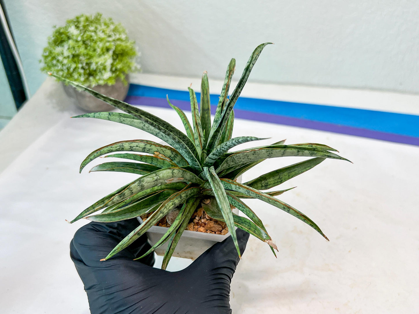 Sansevieria Hara Spaik (#AC49) | Rare Imported