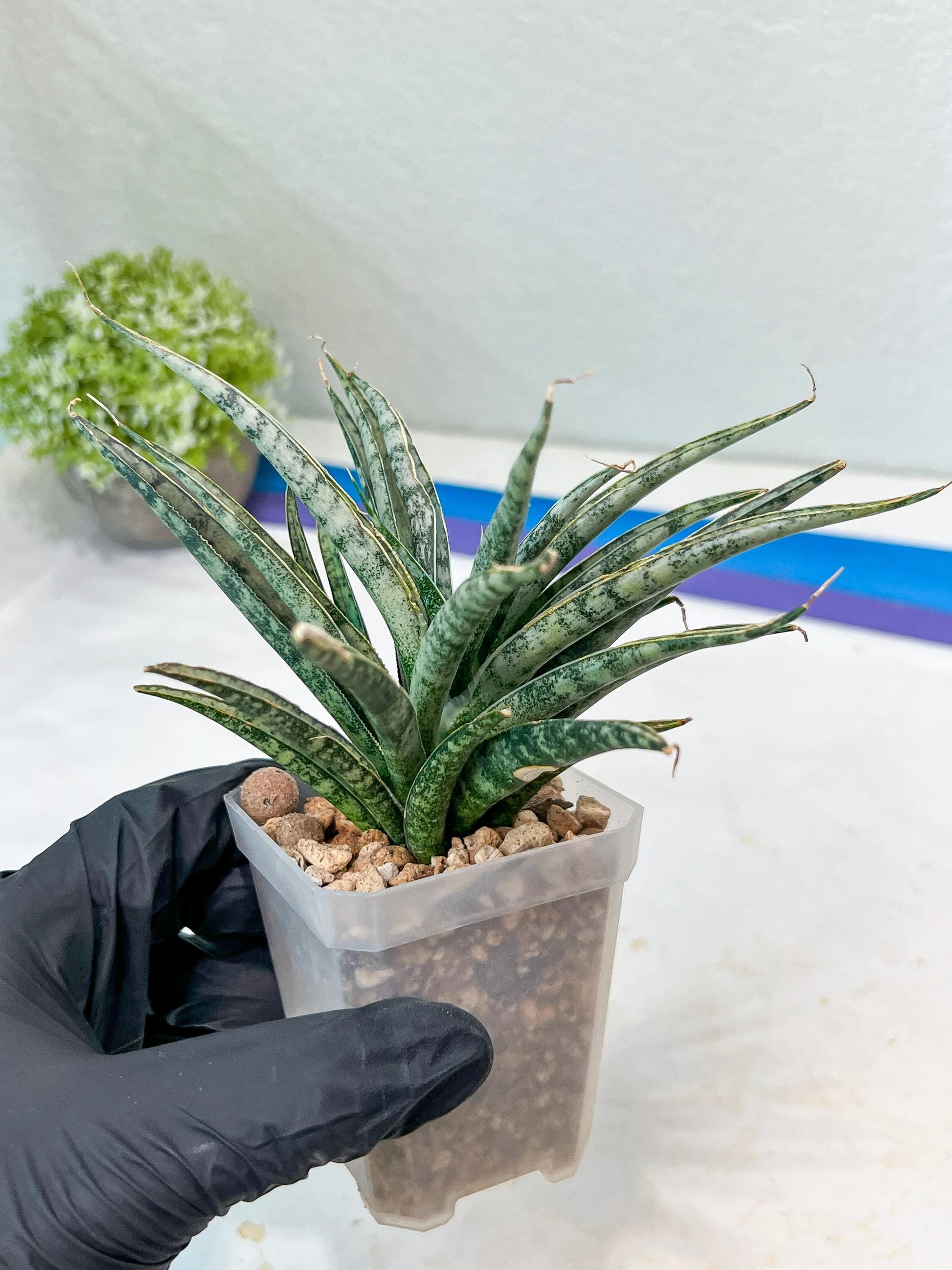 Sansevieria Hara Spaik (#AC49) | Rare Imported