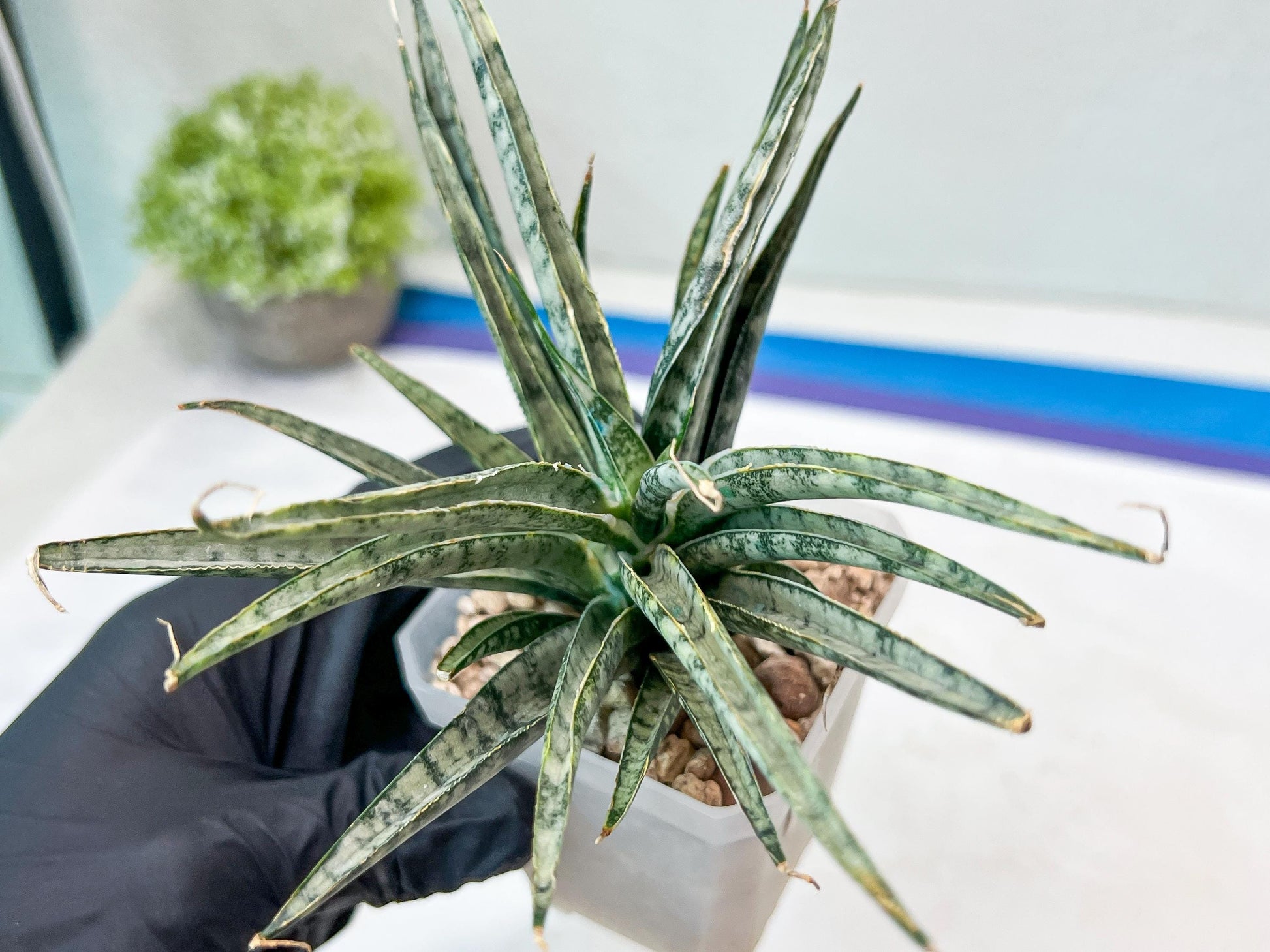 Sansevieria Hara Spaik (#AC49) | Rare Imported