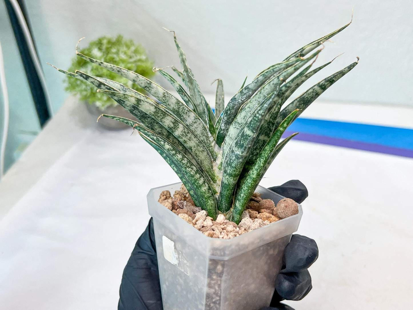 Sansevieria Hara Spaik (#AC49) | Rare Imported