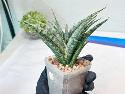 Sansevieria Hara Spaik (#AC49) | Rare Imported