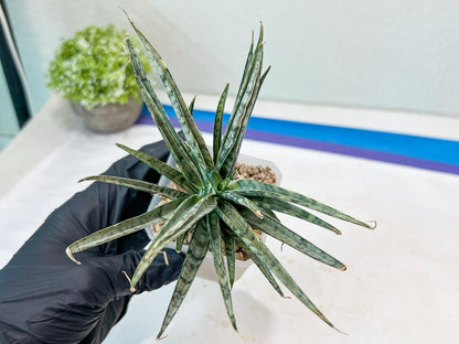 Sansevieria Hara Spaik (#AC49) | Rare Imported