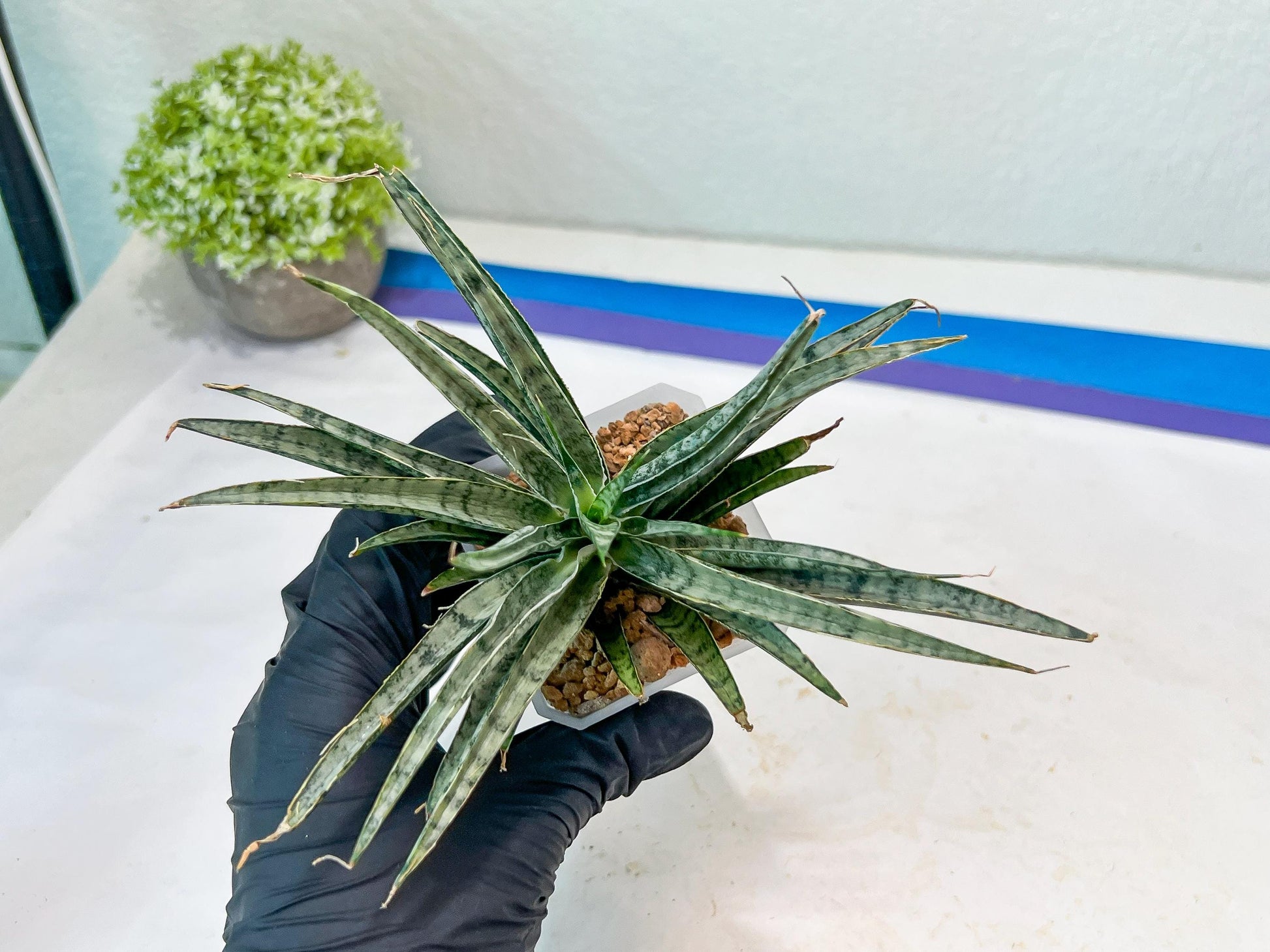 Sansevieria Hara Spaik (#AC49) | Rare Imported