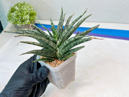 Sansevieria Hara Spaik (#AC49) | Rare Imported