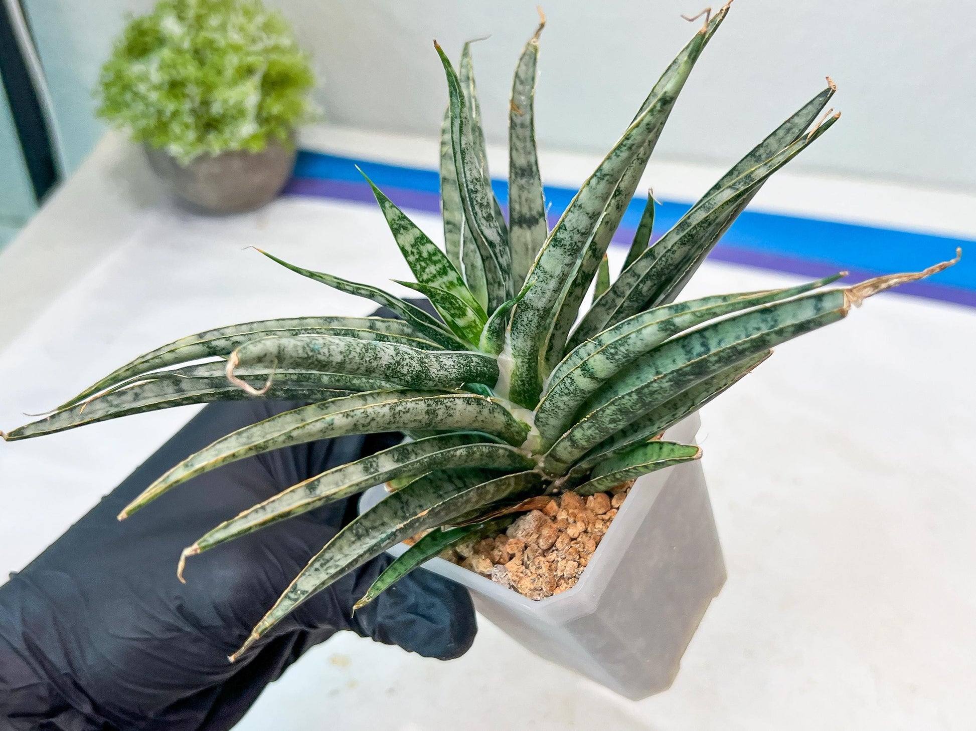 Sansevieria Hara Spaik (#AC49) | Rare Imported