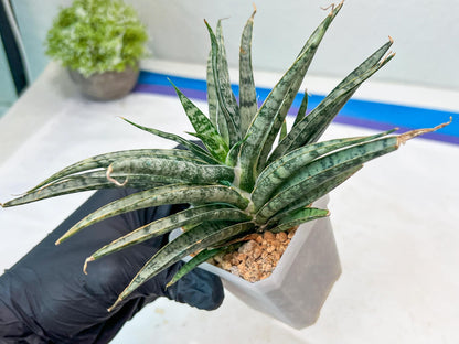 Sansevieria Hara Spaik (#AC49) | Rare Imported