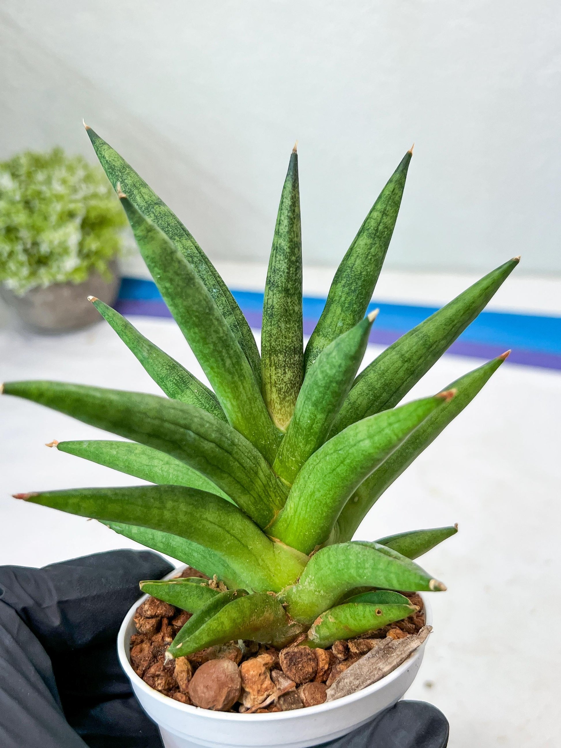 Sansevieria Repeta (#AC50) | Uncover an Exotic Botanical Wonder