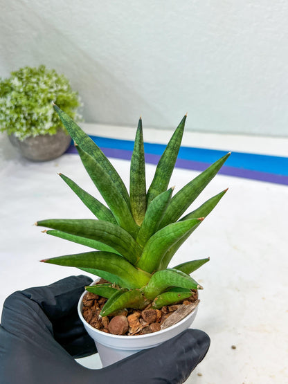 Sansevieria Repeta (#AC50) | Uncover an Exotic Botanical Wonder