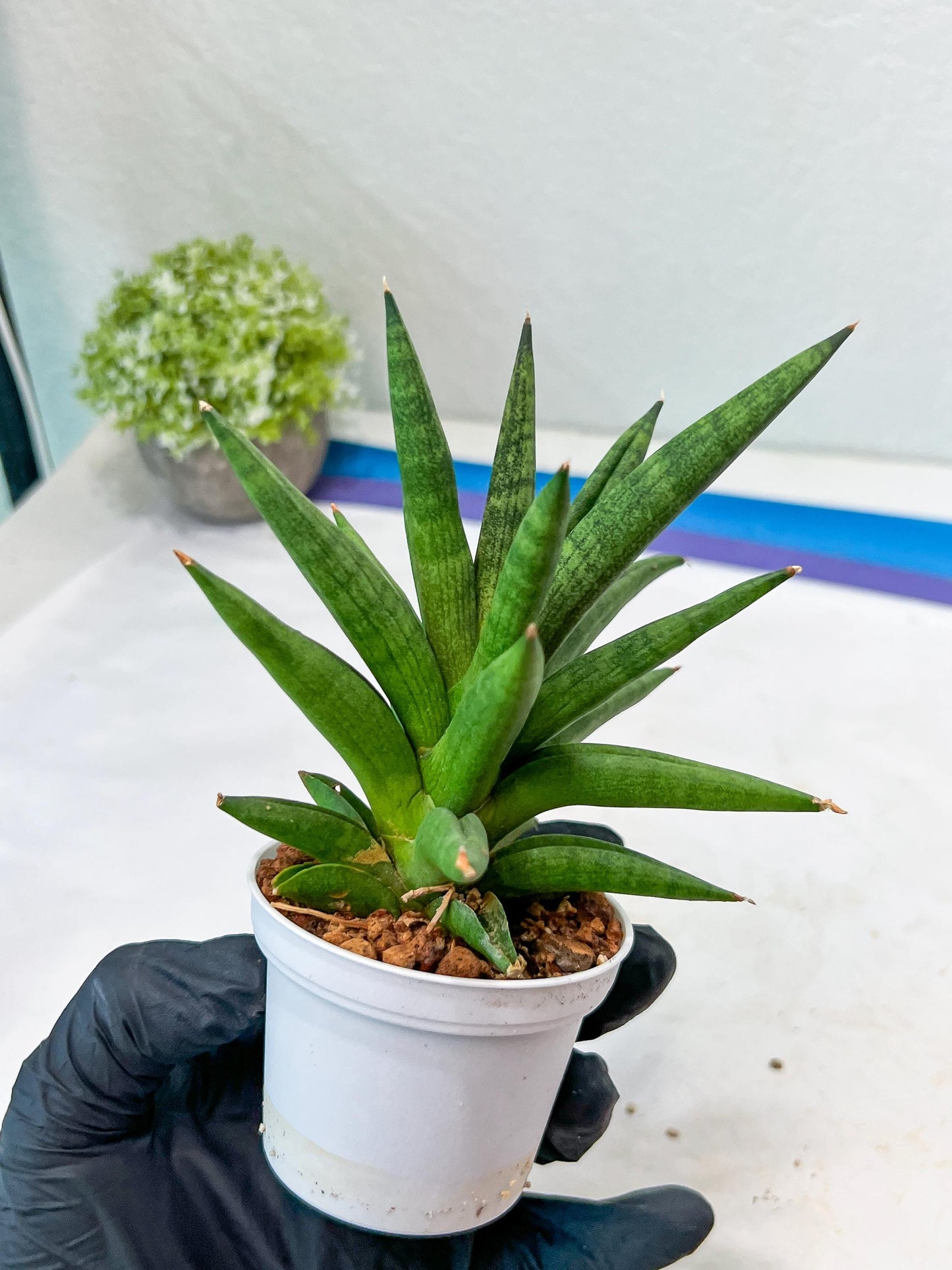 Sansevieria Repeta (#AC50) | Uncover an Exotic Botanical Wonder