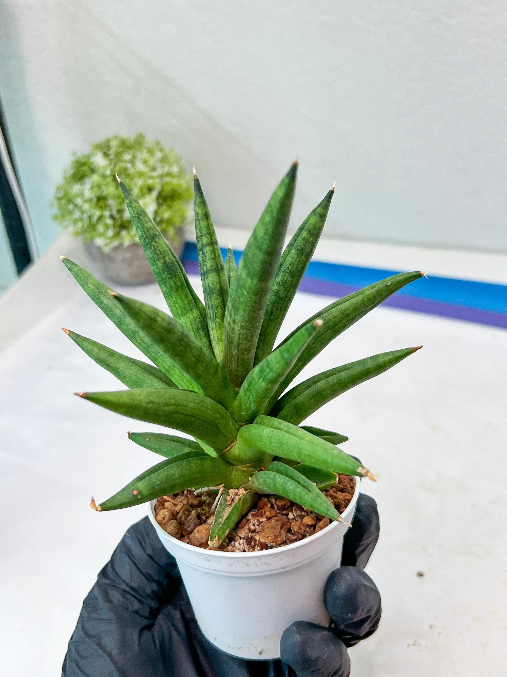 Sansevieria Repeta (#AC50) | Uncover an Exotic Botanical Wonder