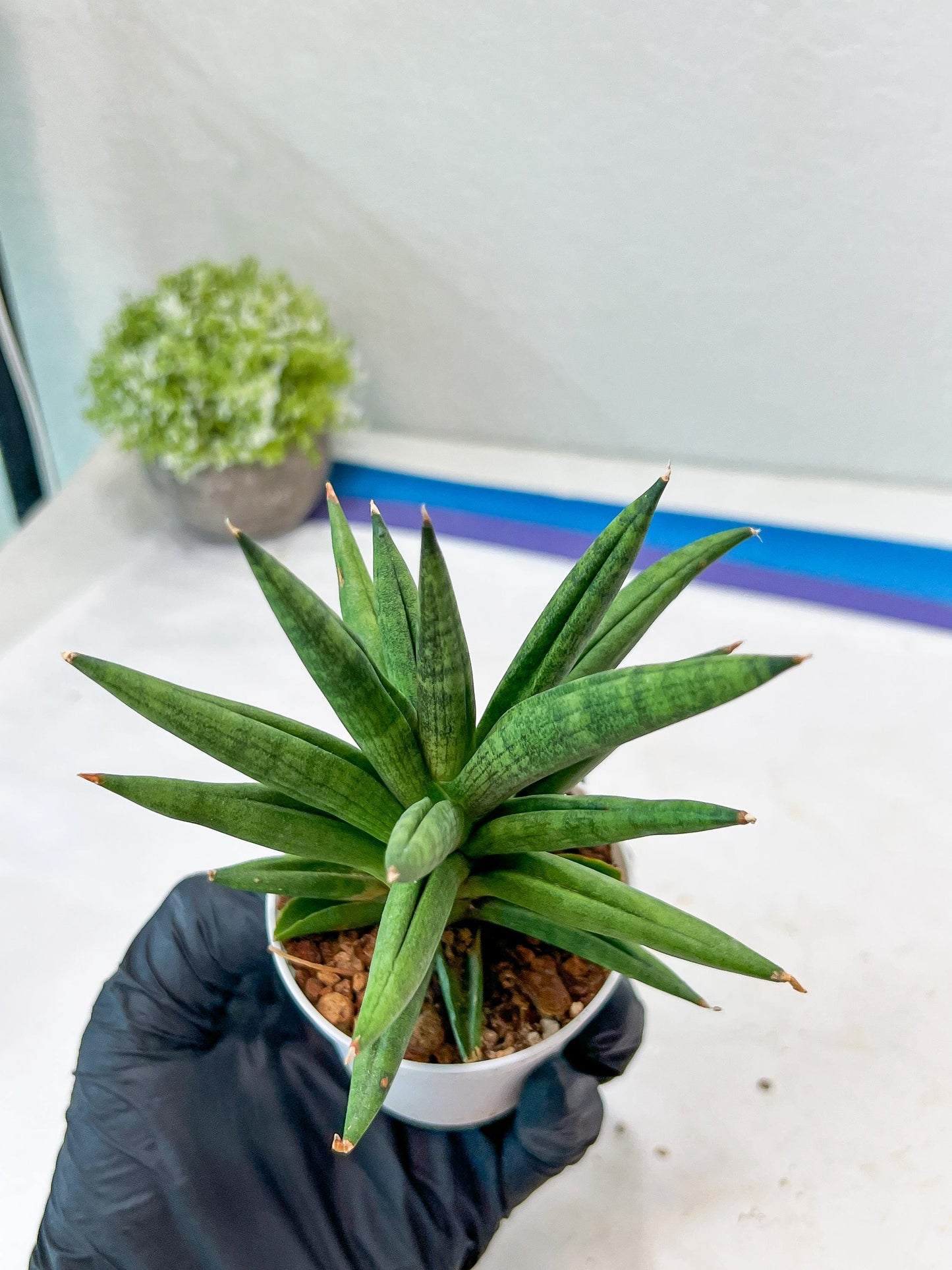 Sansevieria Repeta (#AC50) | Uncover an Exotic Botanical Wonder