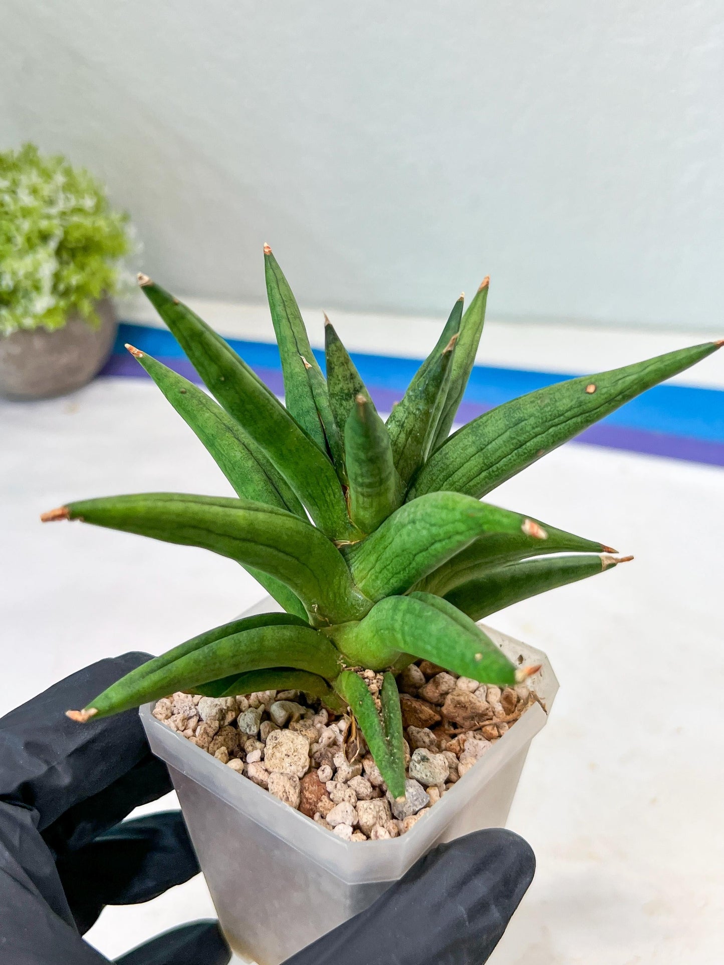 Sansevieria Repeta (#AC50) | Rare Hybrids