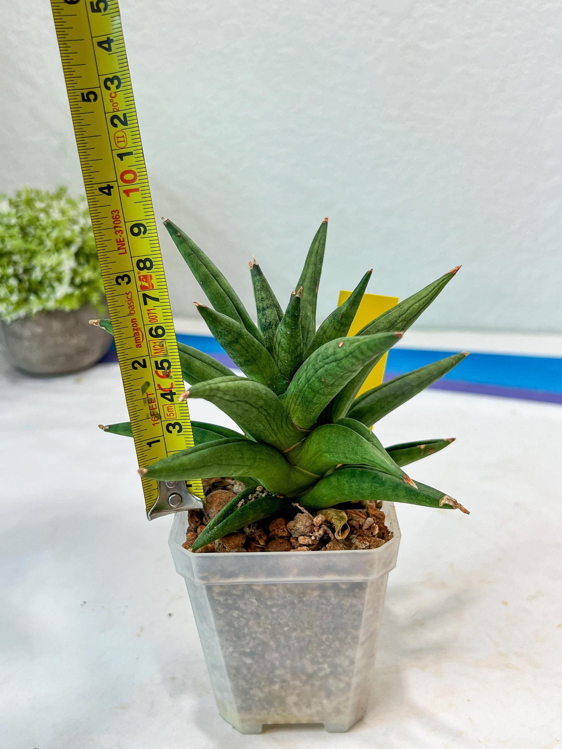 Sansevieria Repeta (#AC50) | Rare Hybrids