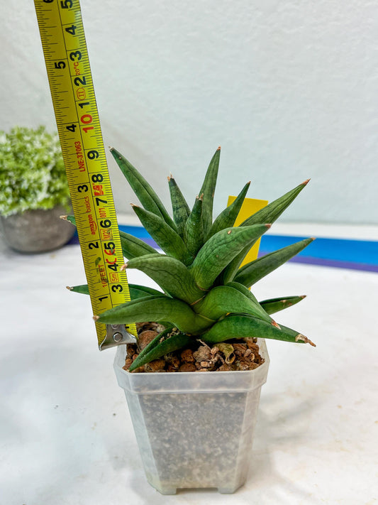 Sansevieria Repeta (#AC50) | Rare Hybrids