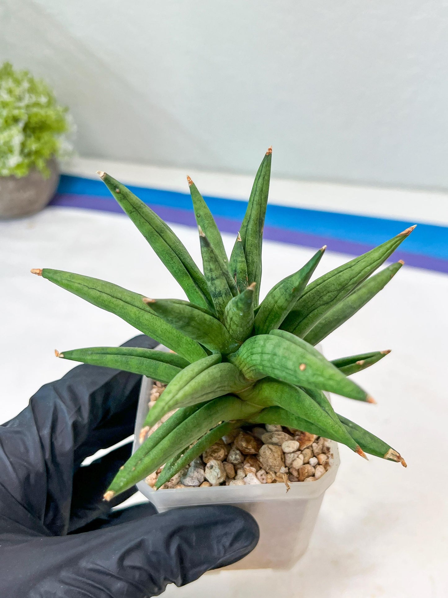 Sansevieria Repeta (#AC50) | Rare Hybrids