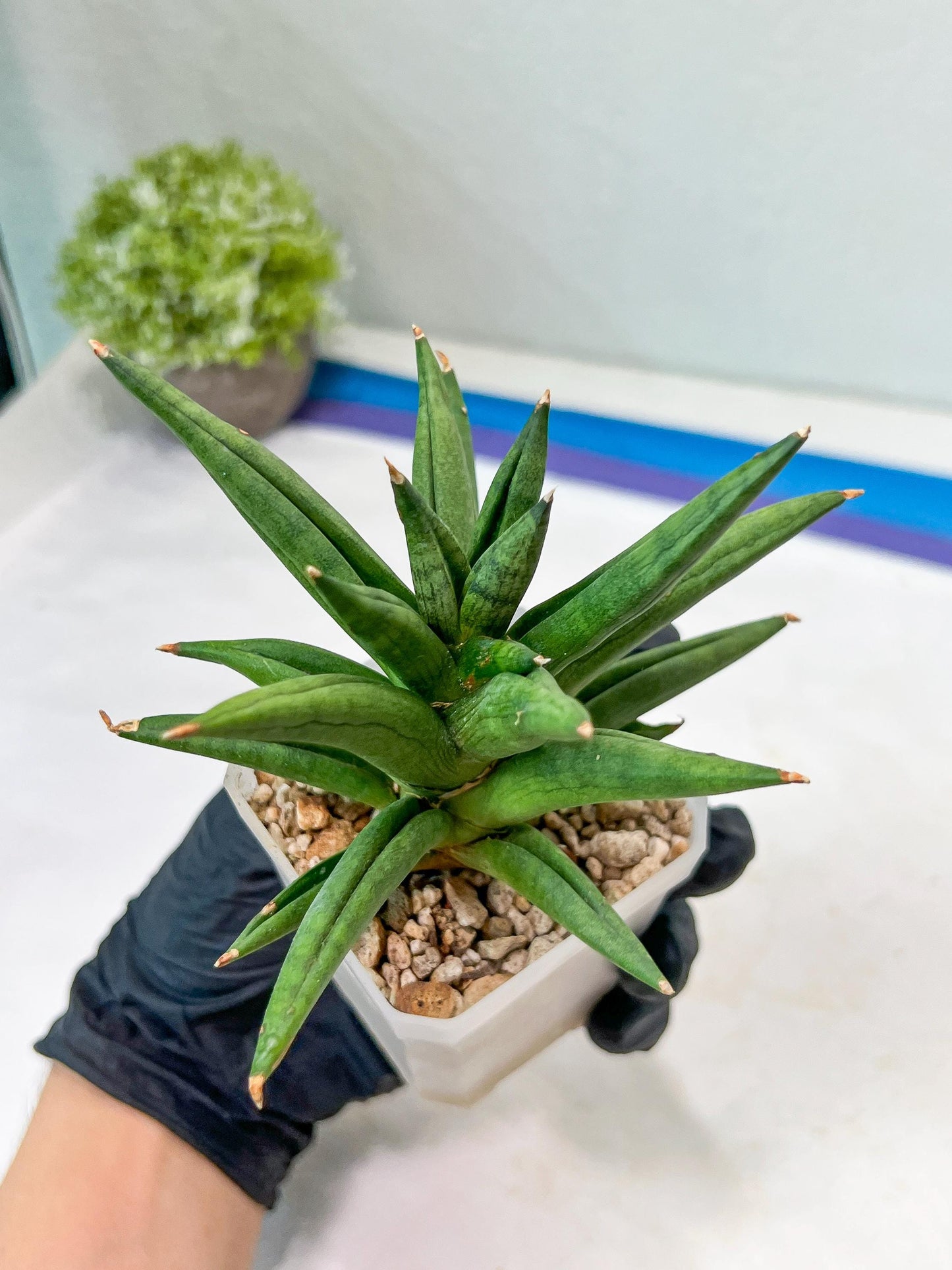 Sansevieria Repeta (#AC50) | Rare Hybrids