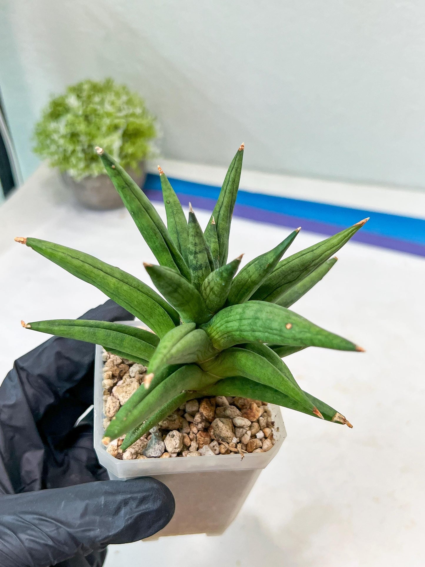 Sansevieria Repeta (#AC50) | Rare Hybrids