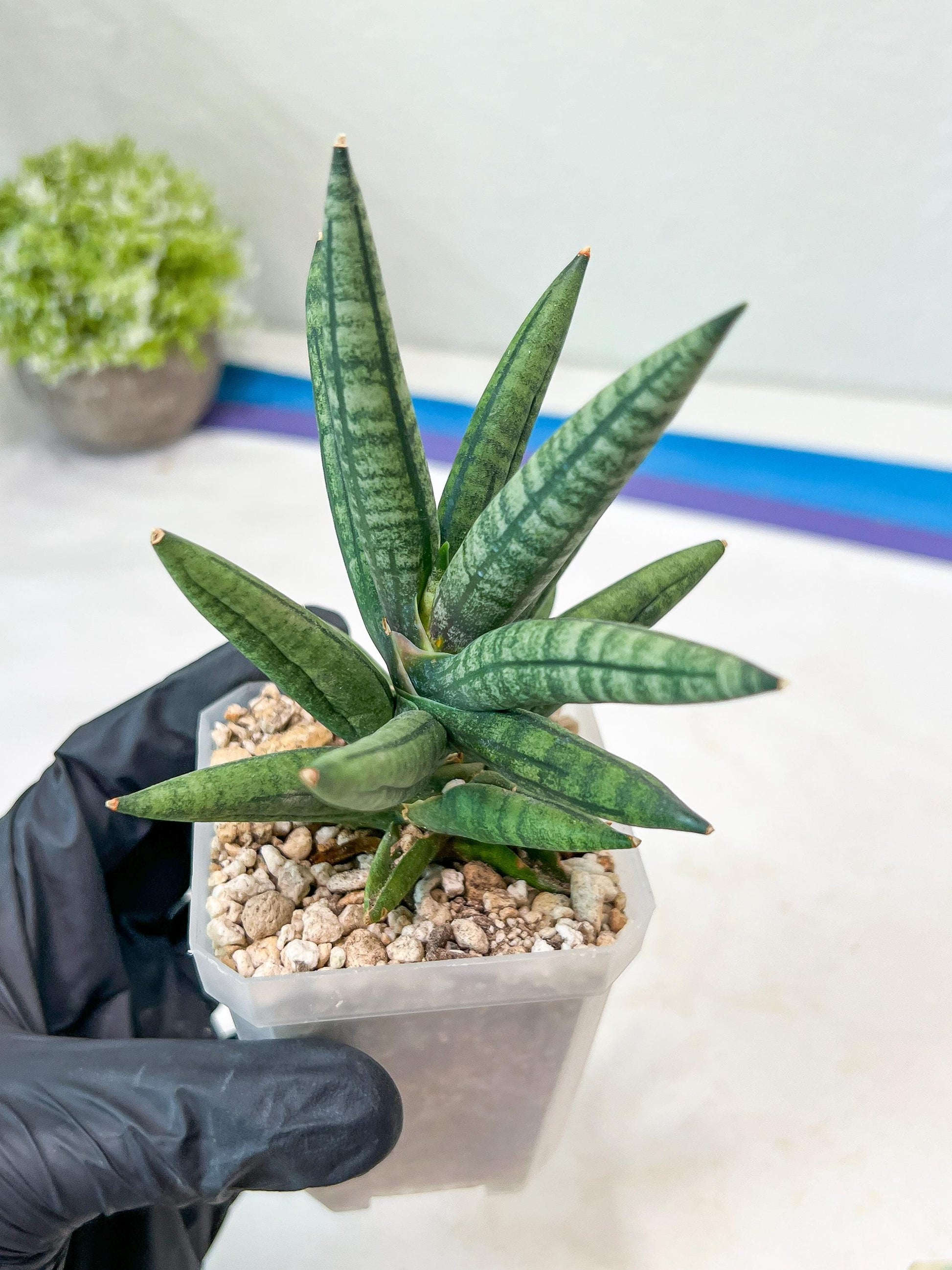 Sansevieria Argento Meloni (#AC51) | Imported Plants