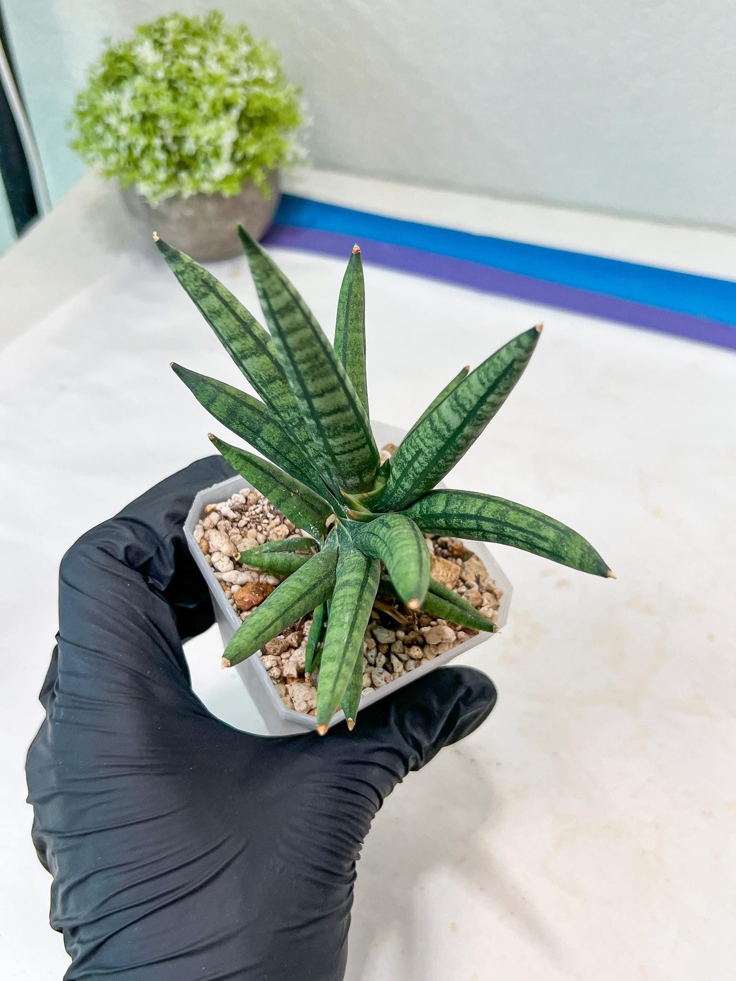 Sansevieria Argento Meloni (#AC51) | Imported Plants