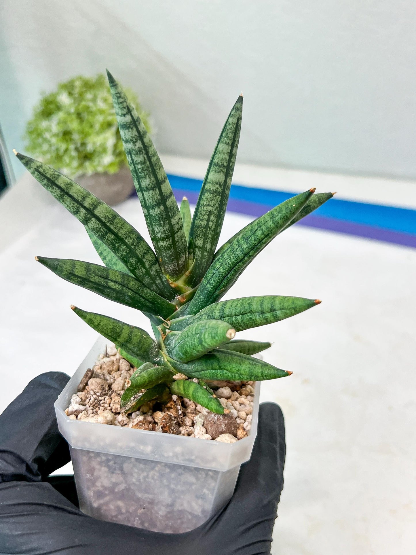 Sansevieria Argento Meloni (#AC51) | Imported Plants