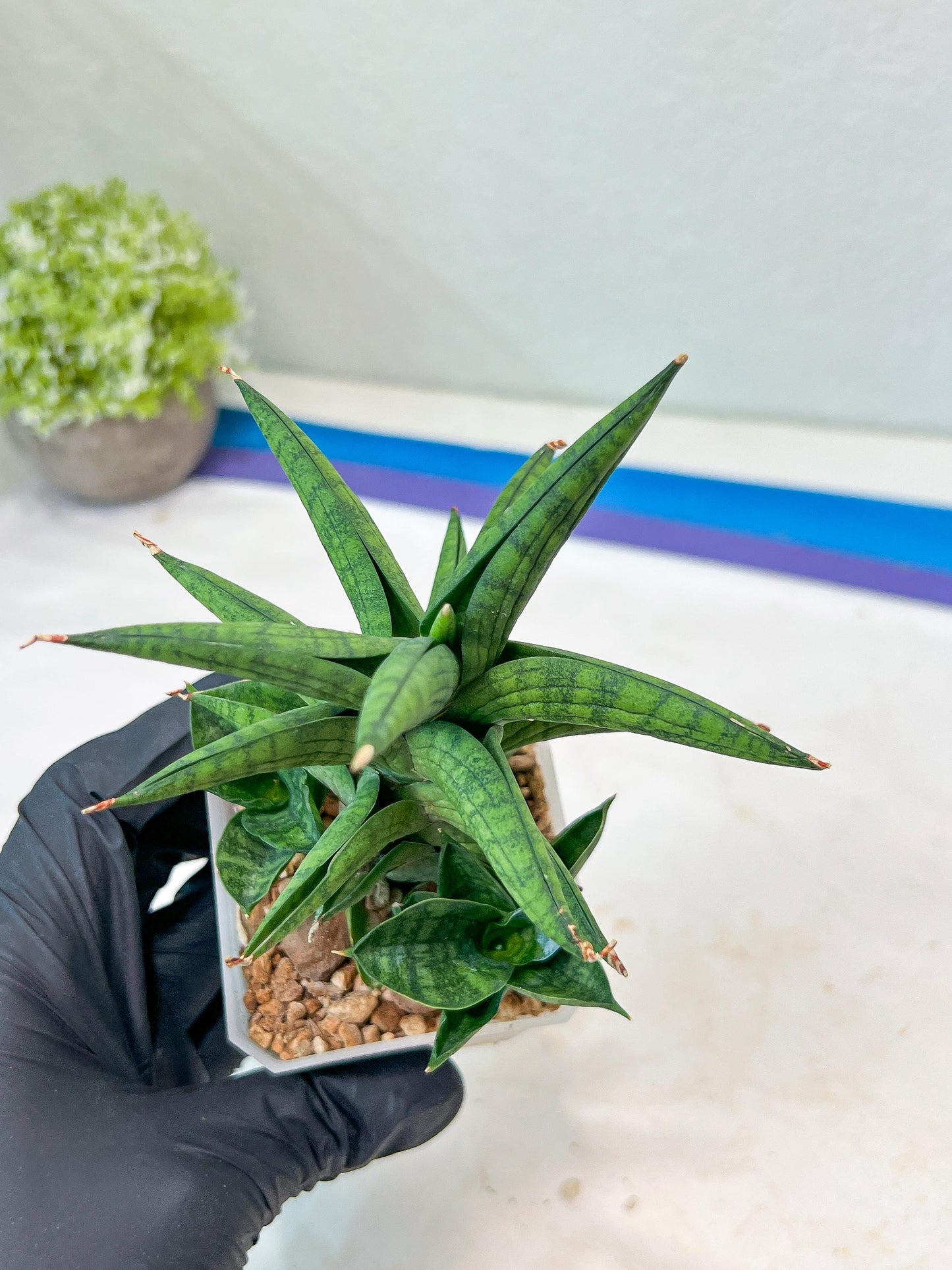 Sansevieria Ch Enanansi (#AC52) | Rare Imported Snake Plants