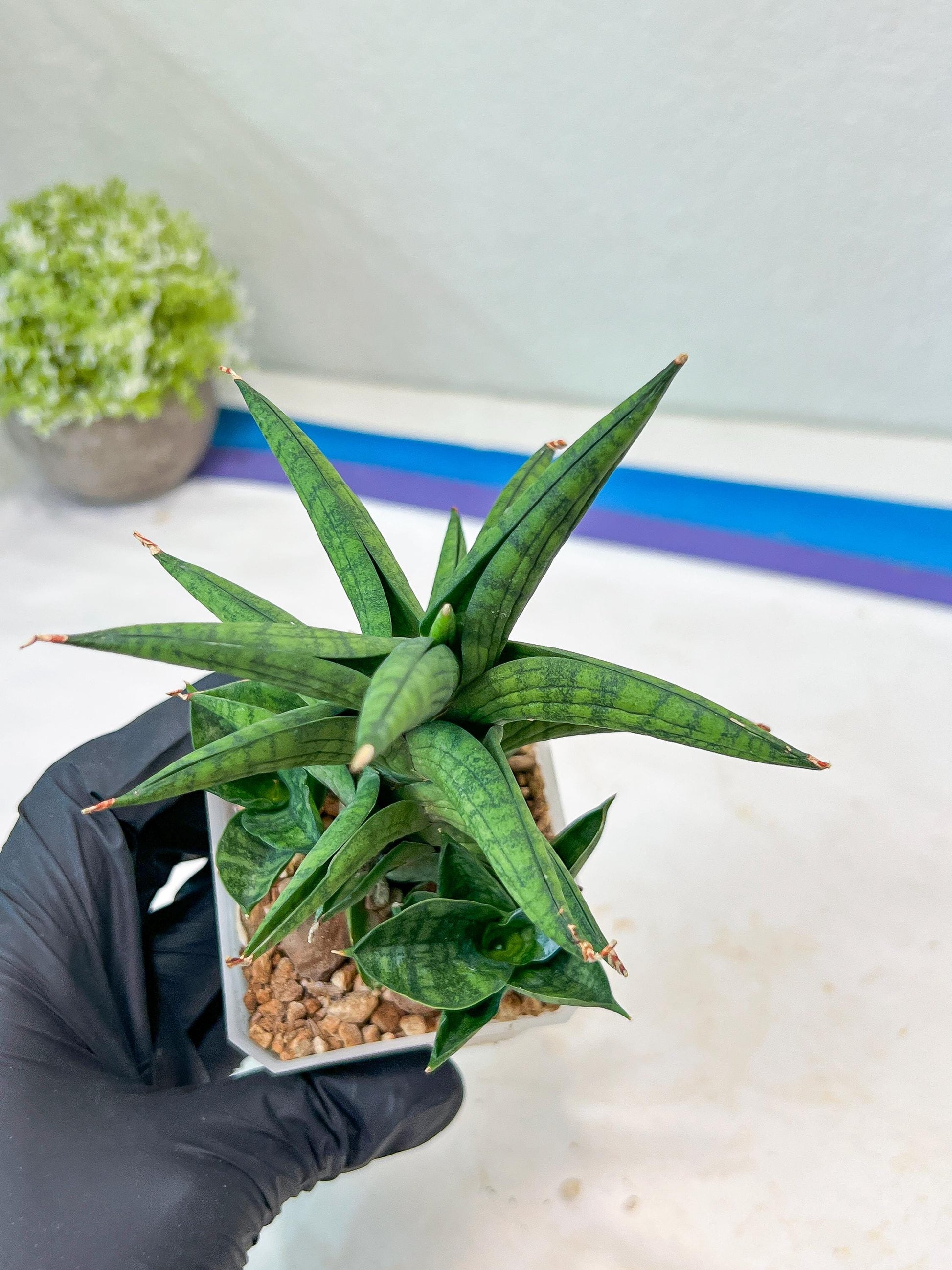 Sansevieria Ch Enanansi (#AC52) | Rare Imported Snake Plants