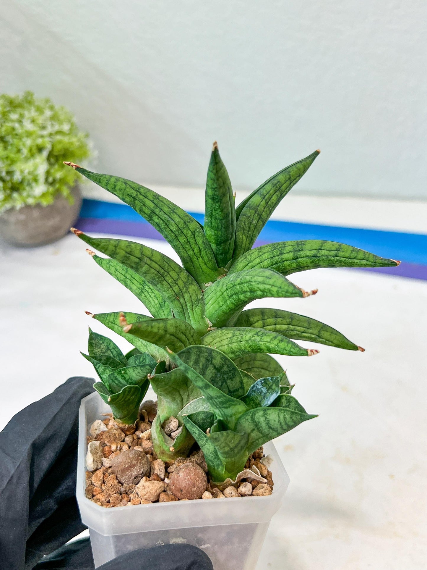 Sansevieria Ch Enanansi (#AC52) | Rare Imported Snake Plants
