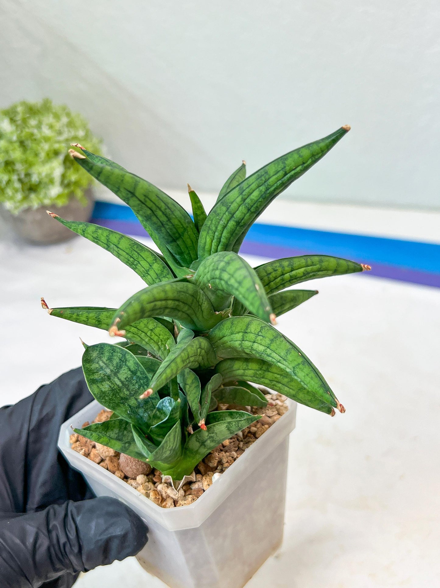 Sansevieria Ch Enanansi (#AC52) | Rare Imported Snake Plants