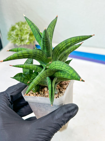 Sansevieria Ch Enanansi (#AC52) | Rare Imported Snake Plants