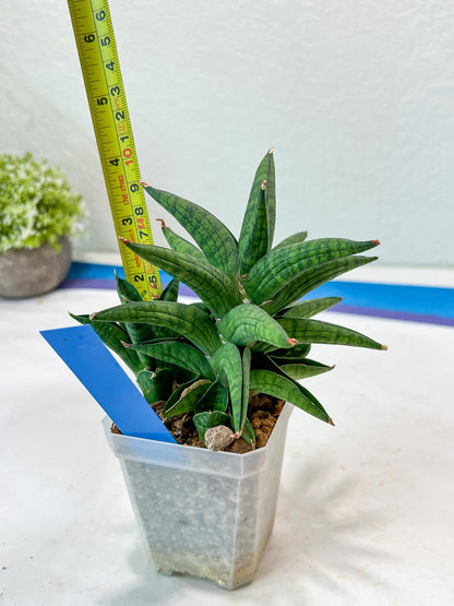 Sansevieria Ch Enanansi (#AC52) | Rare Imported Snake Plants