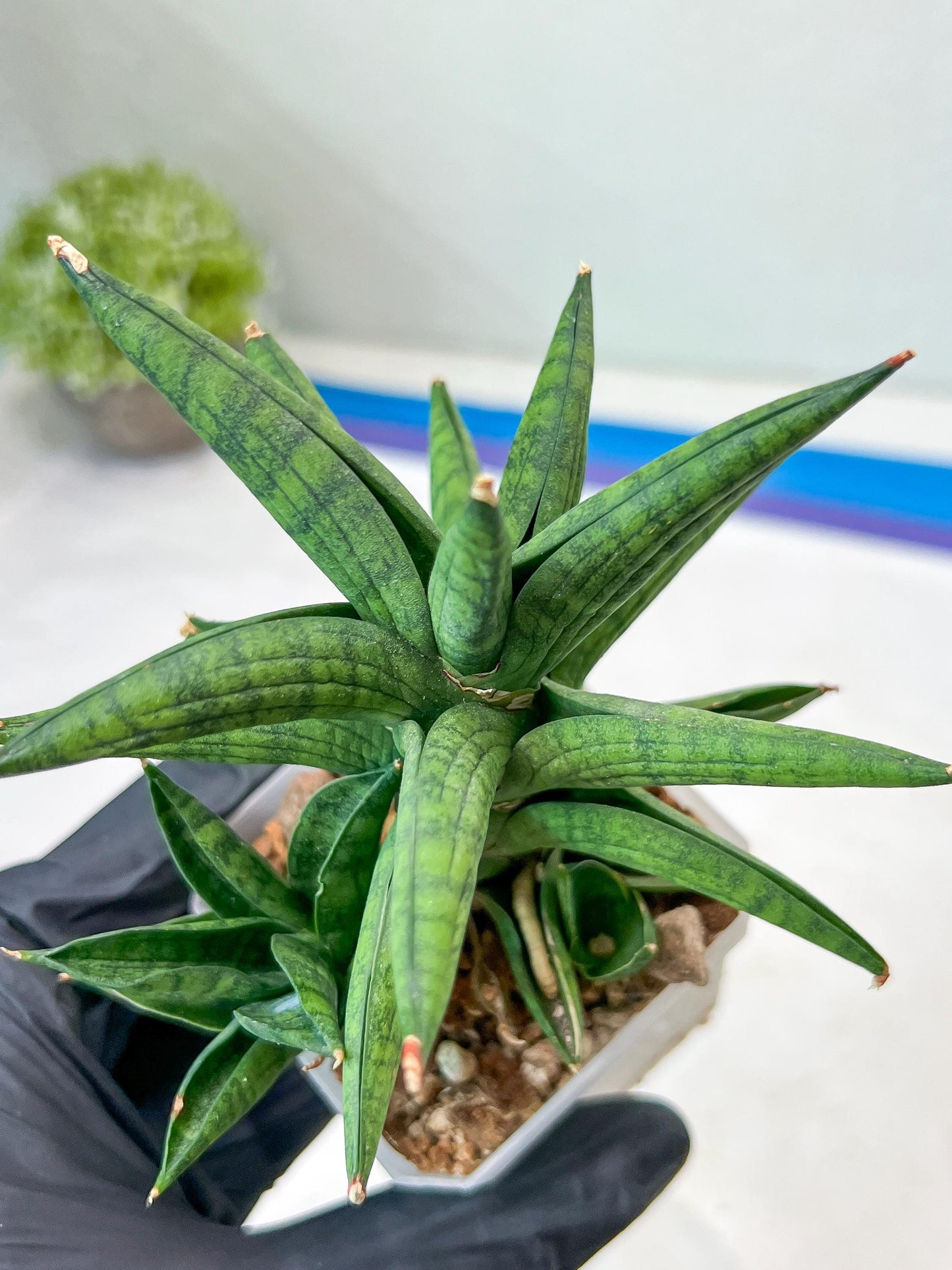 Sansevieria Ch Enanansi (#AC52) | Rare Imported Snake Plants