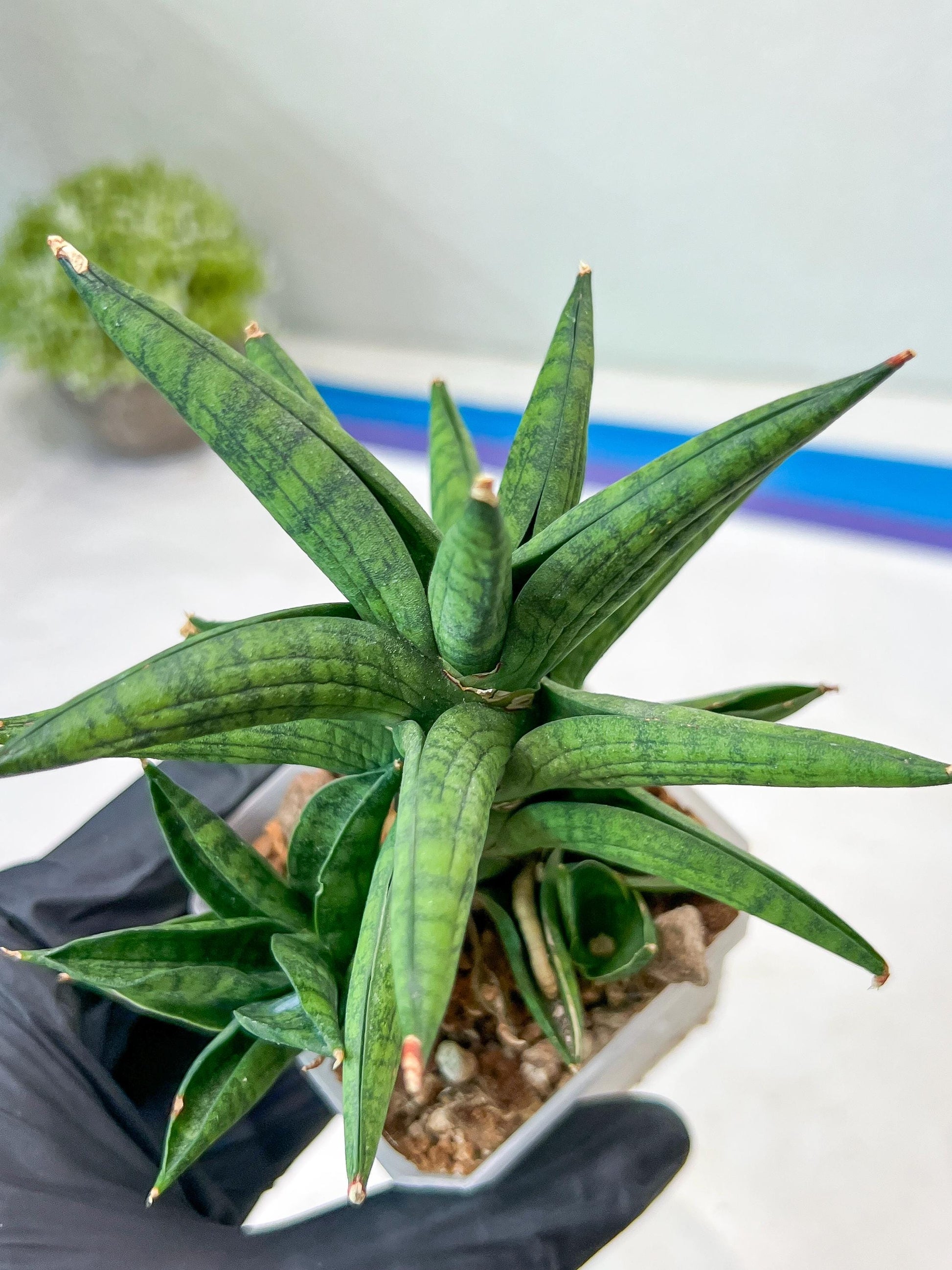 Sansevieria Ch Enanansi (#AC52) | Rare Imported Snake Plants